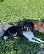 Tierheilpraxis Philippi Bild 1