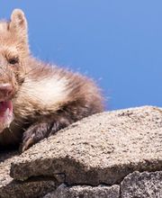 marderabwehr Schädlingsbekämpfung | BioS Schädlingsbekämpfung | München