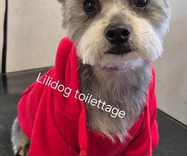 Lili Dog image 3