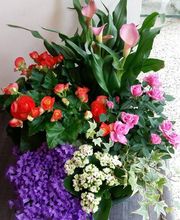 L´Orchidia image 15