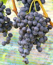 Auer Reben GmbH Bild 3