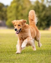 Cuidamos tu perro imagen 4