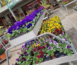 hollenstein blumengarten ag-Blumenshop-Gärtnerei-Gartenbau-Unterhalt-Grabpflege Bild 12