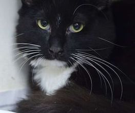 Purrfect Cat Hotel Hamburg Bild 2