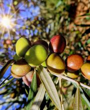 7000 Olivas imagen 2