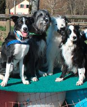 Hundeschule Guggisberg Bild 12