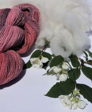 Un mouton dans l'Herbe image 4