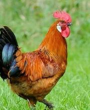 Elevage Caille 43 image 3