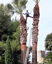 Palmiers Prestige image 6