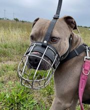 Hundeschule Thea Grothe Bild 11