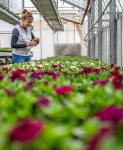 Fleurs Stempfler image 2