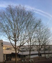 Sur Un Arbre Perché E.I.R.L image 9