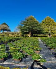 Les Pépinières de Kerfandol image 2