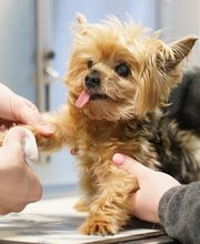 Ridgeview Animal Hospital image 15