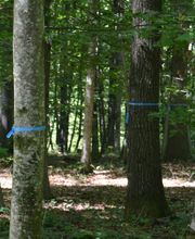 Die schöne Atmosphäre des Waldes spendet Trost.