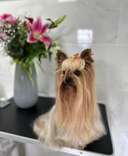 Salon de Toilettage Jenny Dog et Company image 18