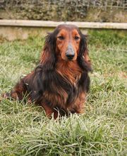 Nicolas Alexandra image 4