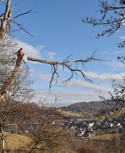 Ariège Arboriste image 2