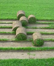 Rollrasen Wünnewil, Rollrasenfarm