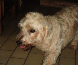 Com Chien Et Chat image 1