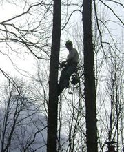 McCULLOUGH Tree Experts LLC image 1