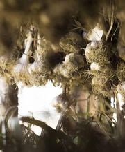 Bianchini EARL image 9