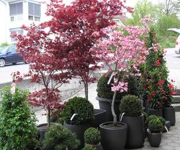 Blumen Chopard AG Bild 2