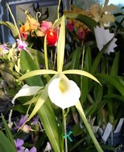 Odom's Orchids Inc image 9
