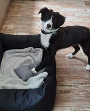 FRED INTERACTION CANINE image 3