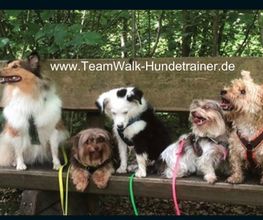 Teamwalk-Hundetrainer Bild 2
