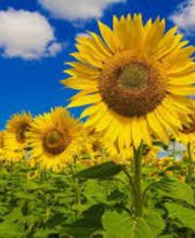 Chromothérapie Cristal ASCA-RME-APTN - Thérapie par les couleurs Bild 9