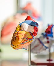 Herz | Dr. med. Schneider | Diabetologie | München