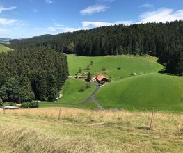 Waldrand Beizli Bild 2