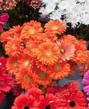 A L Ombre Des Tilleuls image 2