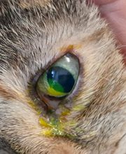 Tierarztpraxis Dr. Aumüller