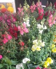 Boiron P . M . SARL image 9