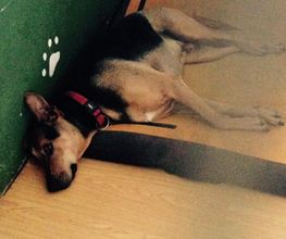 RESIDENCIA CANINA SORIA imagen 10