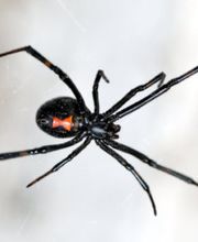 OPC Pest Services - Southern IN image 9