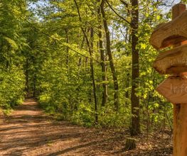 Schilder weisen im FriedWald Mühlenbecker Land den Weg durch den Bestattungswald.