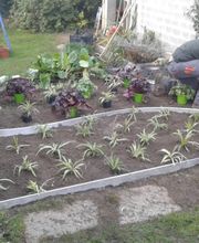 DAVIDEgiardini Bild 14