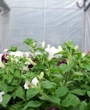 Bullo Luca Fiori Bild 9