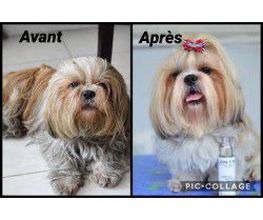 Au Look Canin image 14