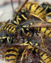 VerEx - Schädlingsbekämpfung Nürnberg