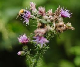 Im FriedWald Lauterbach schmückt die Natur die Gräber.