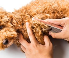 Hundesalon Pet Cut's Bild 10