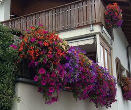 Blumen Hirt Bild 2