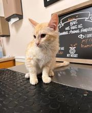 Brookhill Animal Hospital image 11