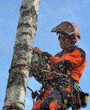 Baumdienst Behan Bild 8