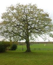 Heyer Gartenbau GmbH Bild 4