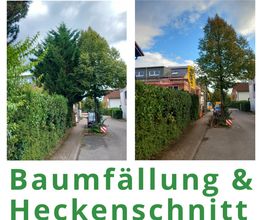 HVD_Hecke_Baum.jpg